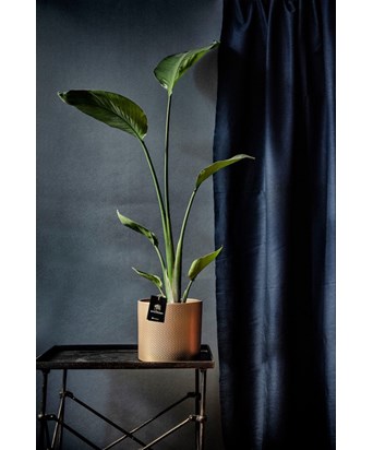 Starliçe 110 cm  Dore Saksıda